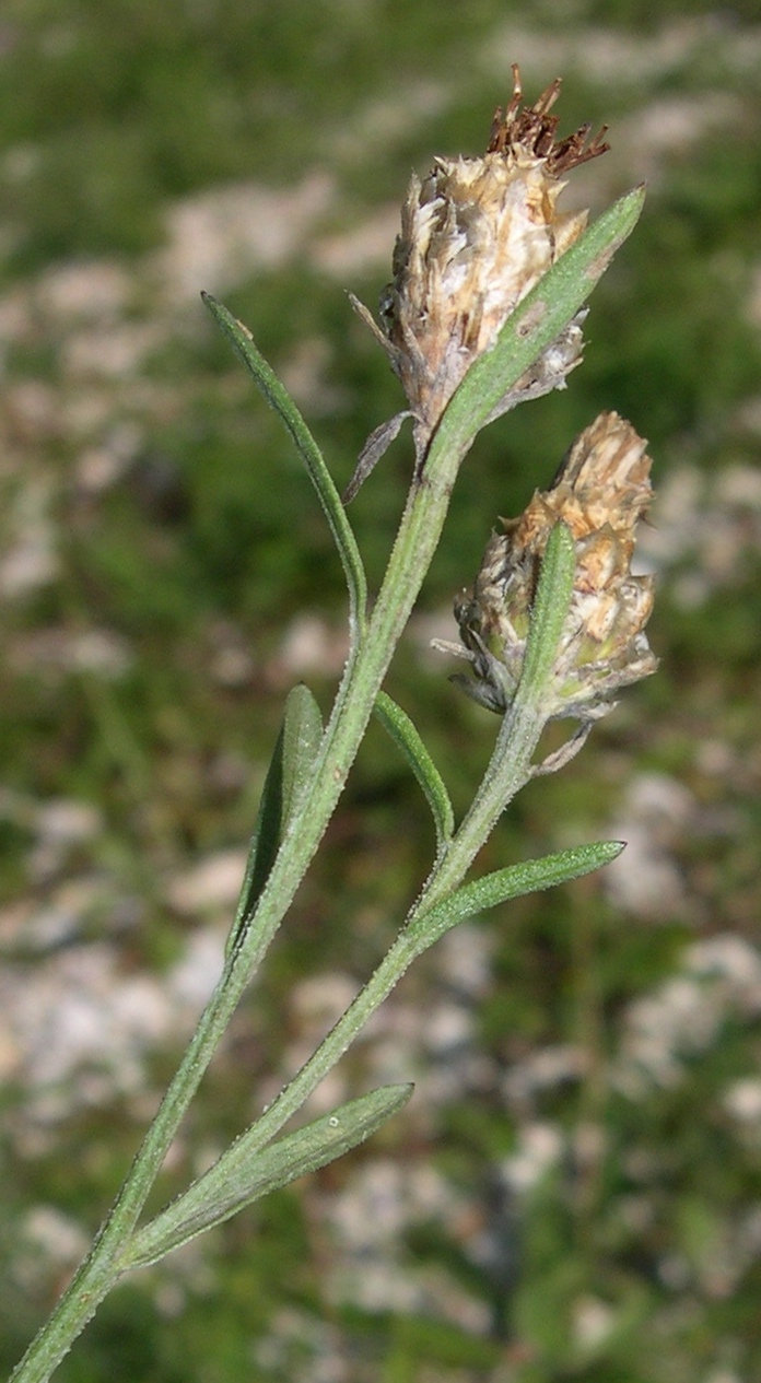 Centaurea jacea subsp. gaudinii (=Centaurea bracteata)